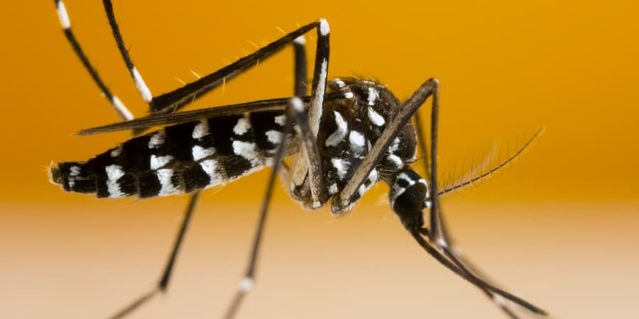 picadura mosquito tigre o Aedes